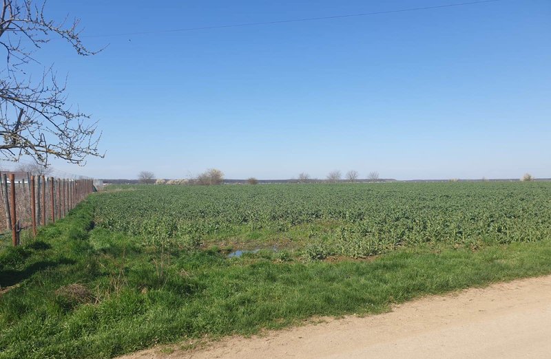 Moara Vlasiei teren 13000 mp, nod A3, proprietar, utilitati, PUZ