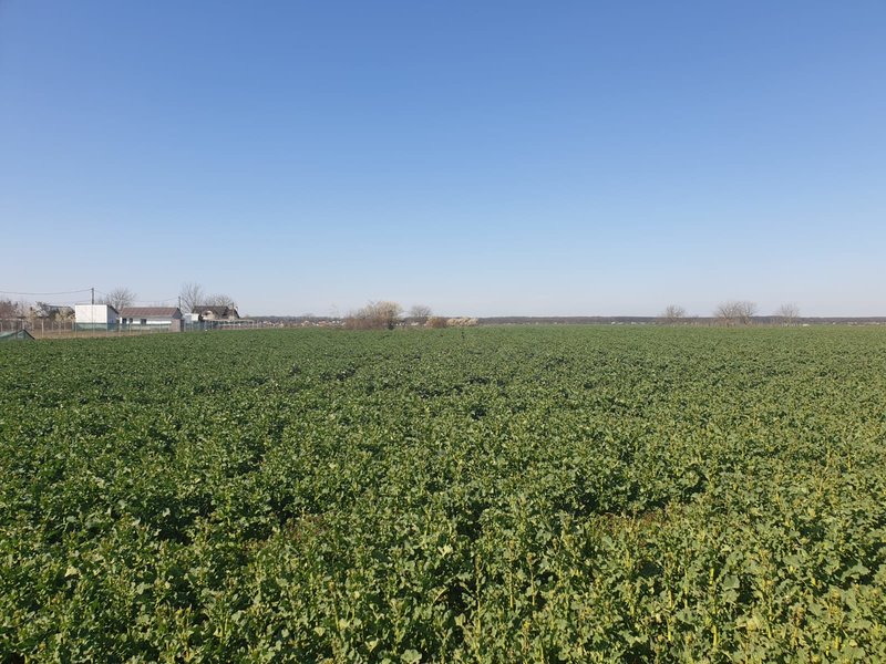 Moara Vlasiei teren 13000 mp, nod A3, proprietar, utilitati, PUZ